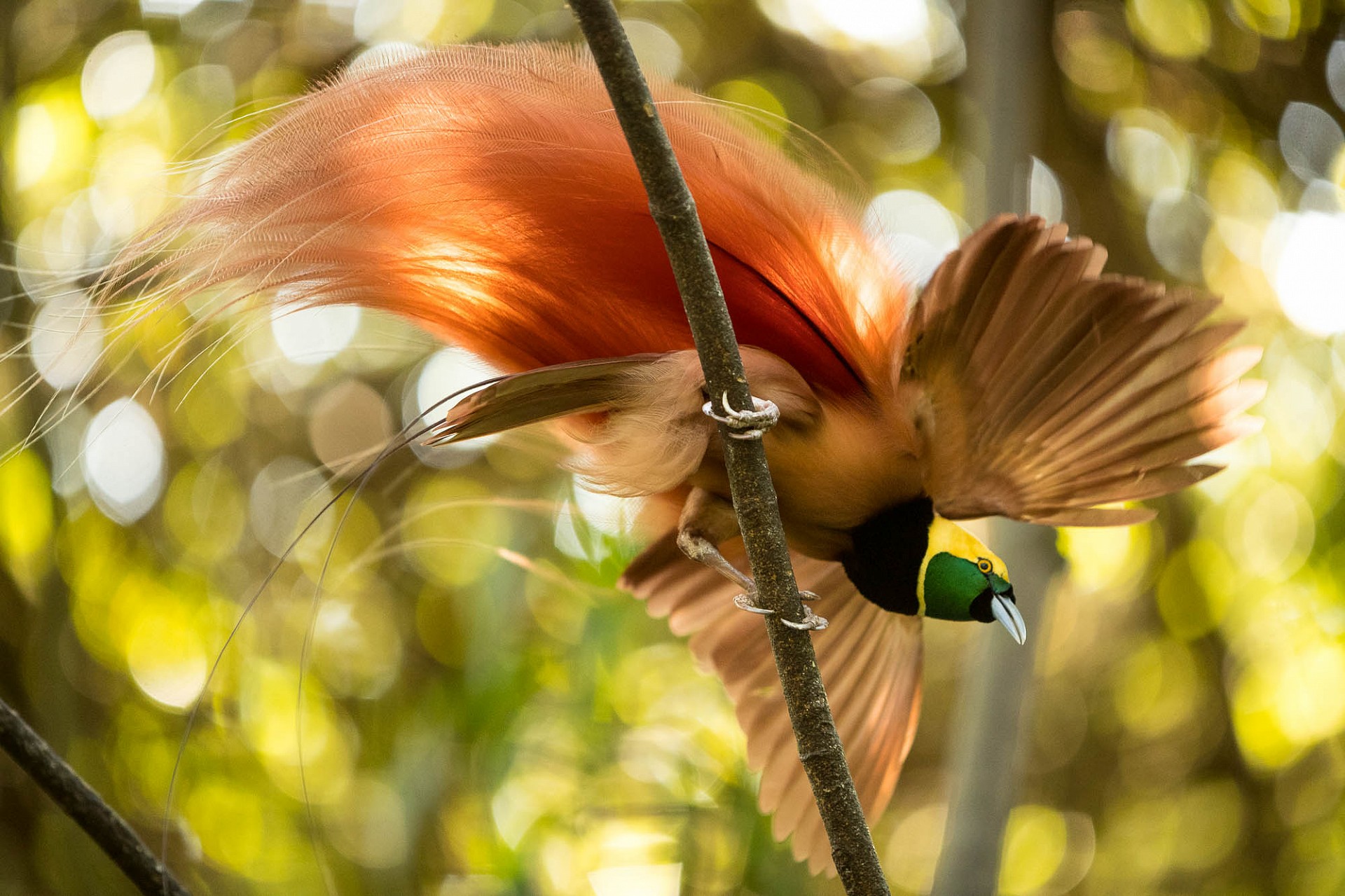 Papua Neuguinea